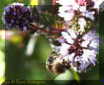 bi-0823+16.jpg (41249 byte)